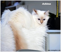 /album/fotogaleria%3a-ashima-de-catali%c2%b4s/ashimasnowyglove-2-jpg/